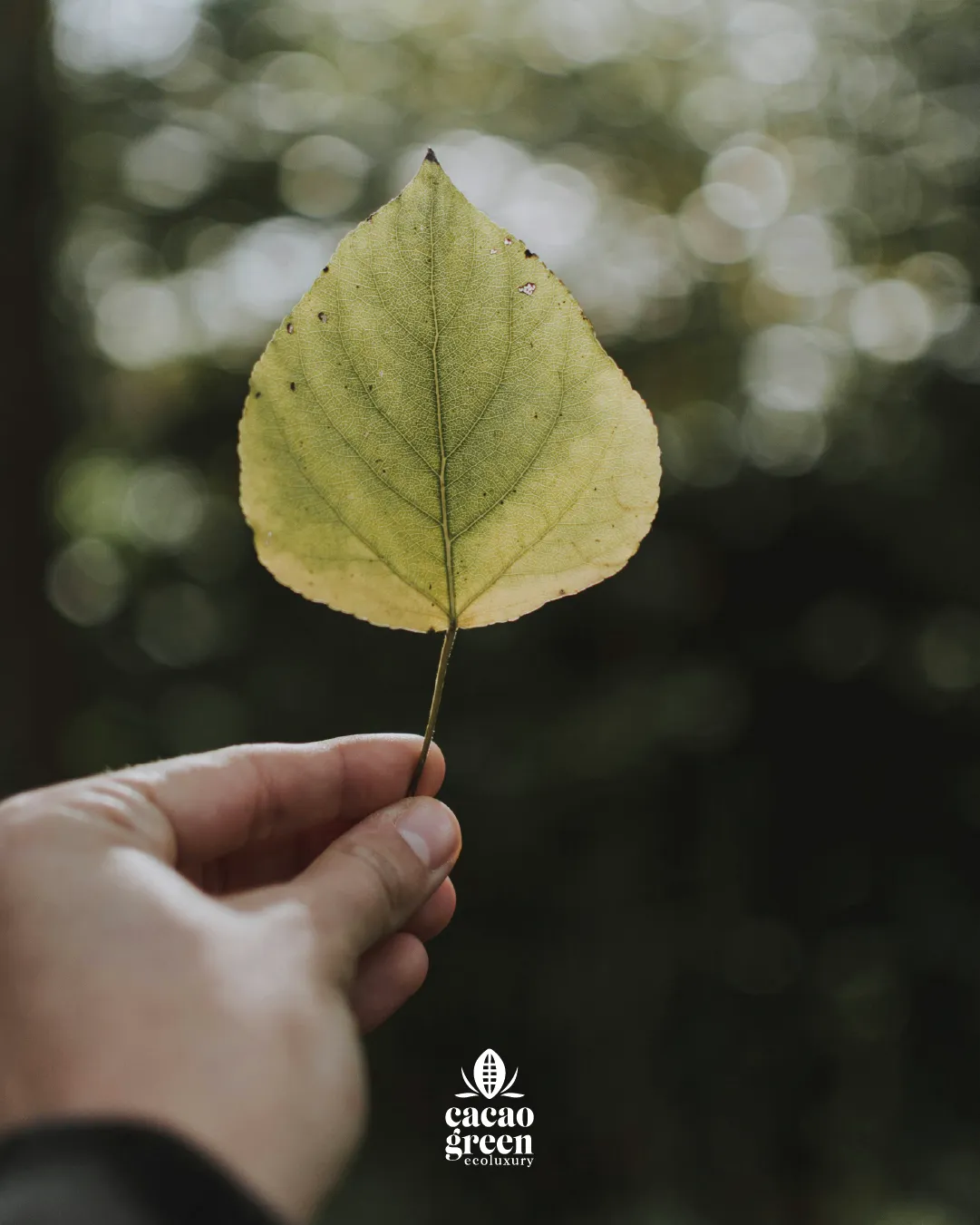 Cacao Green Ecoluxury — Social piece