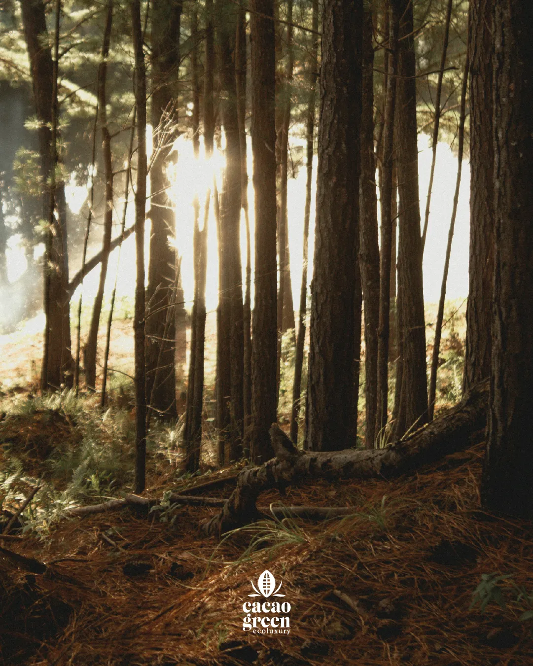 Cacao Green Ecoluxury — Social piece